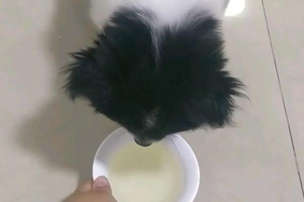 为什么蜂蜜水越喝越胖，可能是过量饮用所致