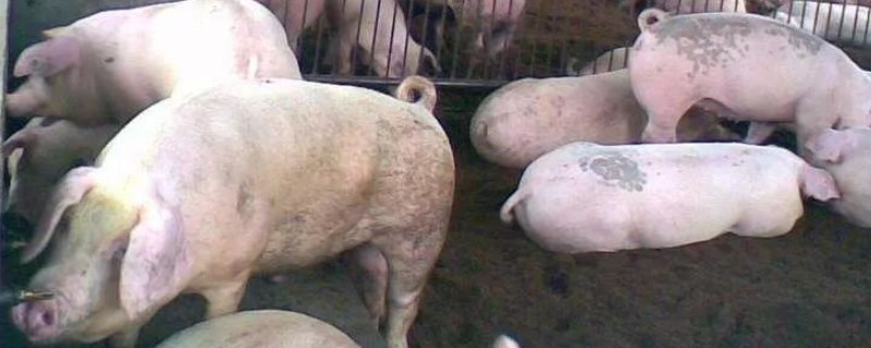 小麦喂猪有哪些配方，包含玉米、豆粨、预混料等