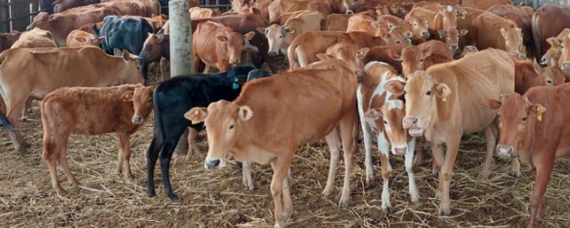 湖南什么地方养牛多，主要集中在长沙、益阳、湘潭等地