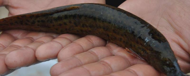 怎么使用泥鳅钓鱼，常用的挂钩方法是背挂法、鼻挂法等