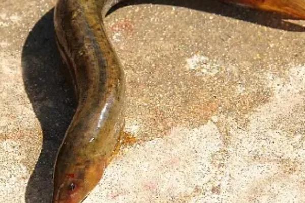 怎么使用泥鳅钓鱼，常用的挂钩方法是背挂法、鼻挂法等