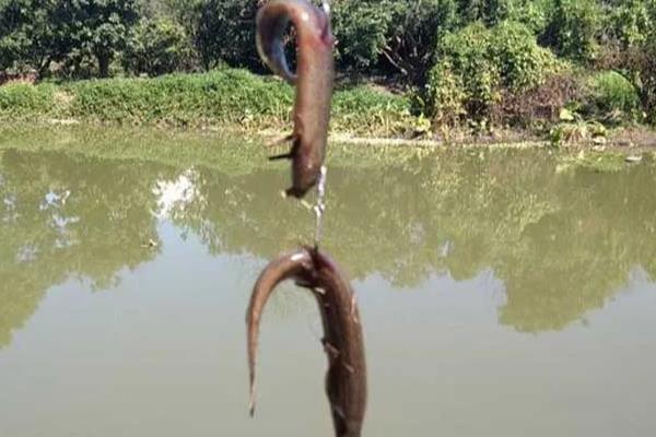 怎么使用泥鳅钓鱼，常用的挂钩方法是背挂法、鼻挂法等