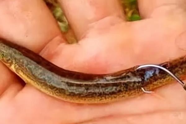 怎么使用泥鳅钓鱼，常用的挂钩方法是背挂法、鼻挂法等