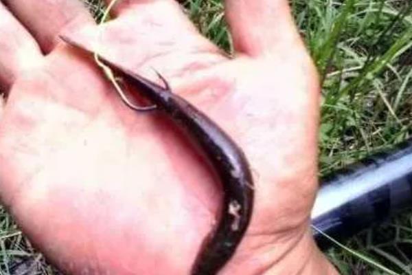 怎么使用泥鳅钓鱼，常用的挂钩方法是背挂法、鼻挂法等
