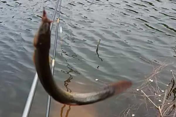 怎么使用泥鳅钓鱼，常用的挂钩方法是背挂法、鼻挂法等