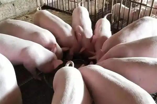 小麦喂猪有哪些配方，包含玉米、豆粨、预混料等