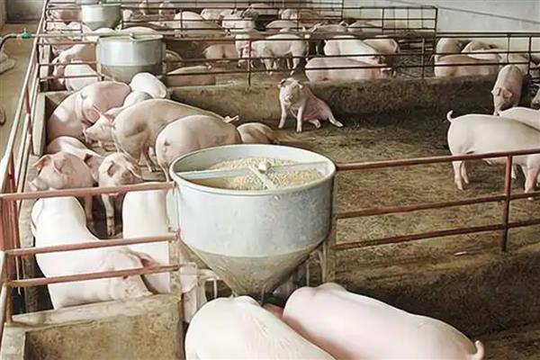 小麦喂猪有哪些配方，包含玉米、豆粨、预混料等