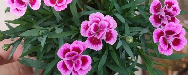 欧石竹耐低温吗，可以在5度左右的低温下存活