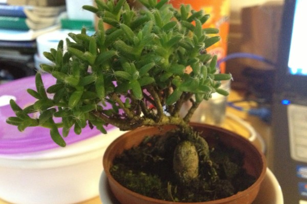 如何养大姬红小松的根部，需根据当前季节调整浇水频率