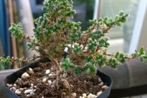 如何养大姬红小松的根部，需根据当前季节调整浇水频率