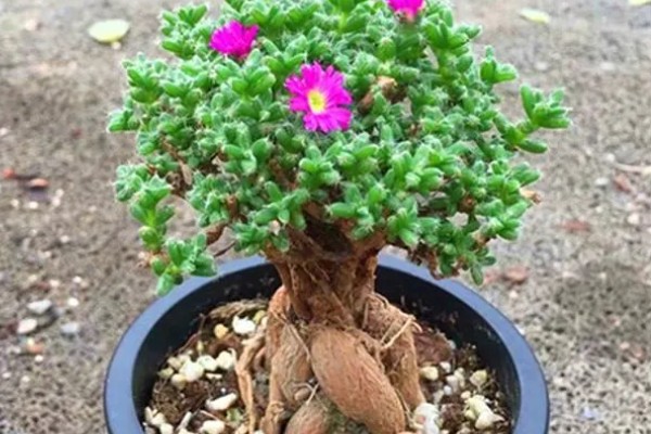 如何养大姬红小松的根部，需根据当前季节调整浇水频率