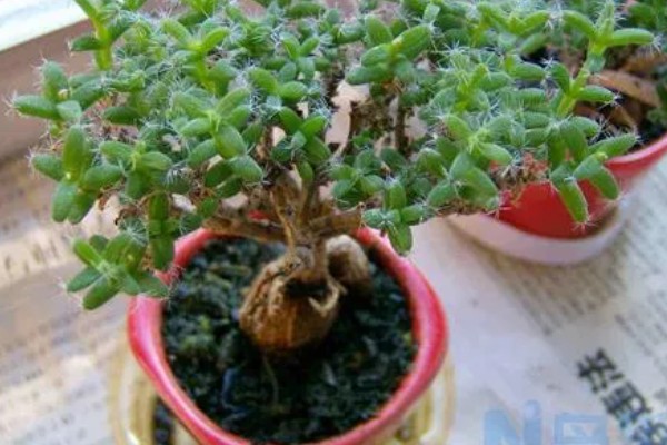 如何养大姬红小松的根部，需根据当前季节调整浇水频率