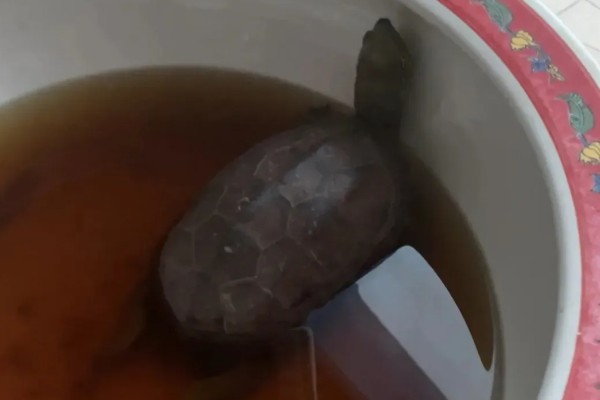 乌龟炎症的治疗方法，皮肤或体表发炎可涂抹高锰酸钾等药物
