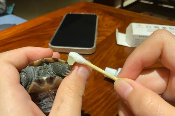 乌龟炎症的治疗方法，皮肤或体表发炎可涂抹高锰酸钾等药物