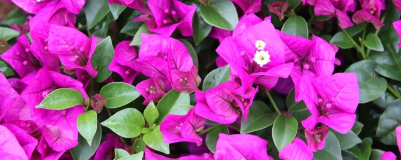 秋天三角梅能换盆吗，秋天可以换盆