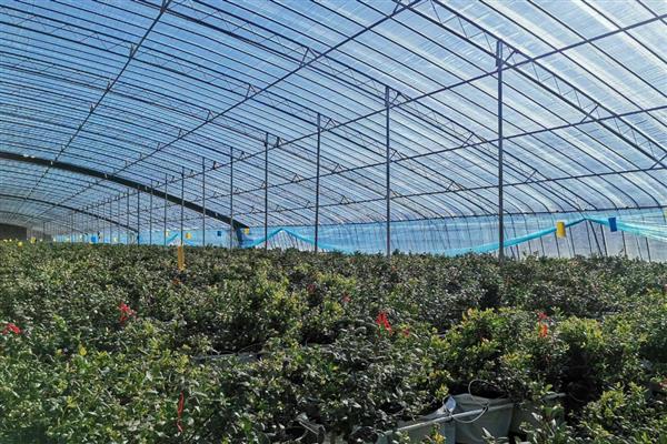 北方种植蓝莓如何越冬，需将其放置到向阳的环境中养护