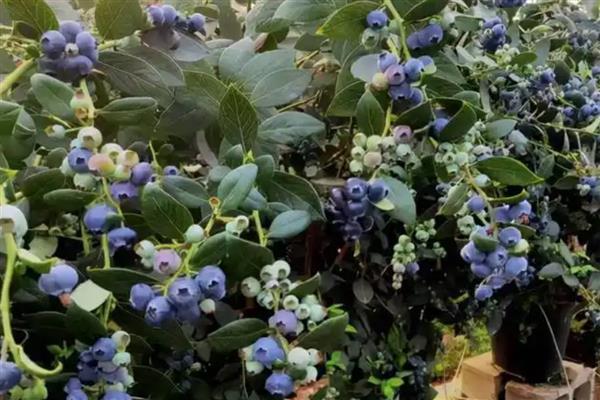 北方种植蓝莓如何越冬，需将其放置到向阳的环境中养护