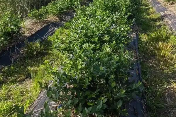 北方种植蓝莓如何越冬，需将其放置到向阳的环境中养护