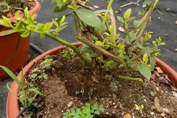 北方种植蓝莓如何越冬，需将其放置到向阳的环境中养护