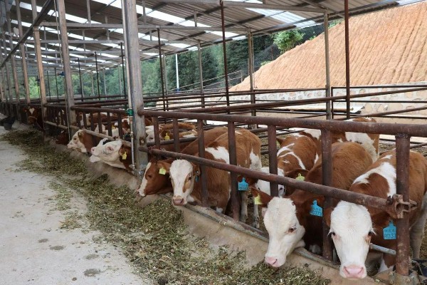 湖南什么地方养牛多，主要集中在长沙、益阳、湘潭等地