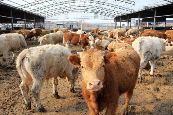 湖南什么地方养牛多，主要集中在长沙、益阳、湘潭等地