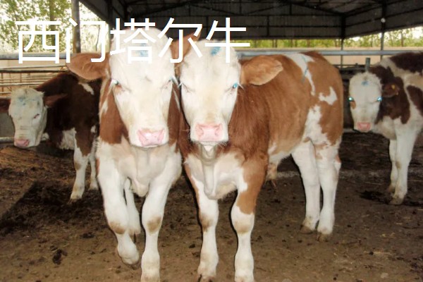 湖南什么地方养牛多，主要集中在长沙、益阳、湘潭等地