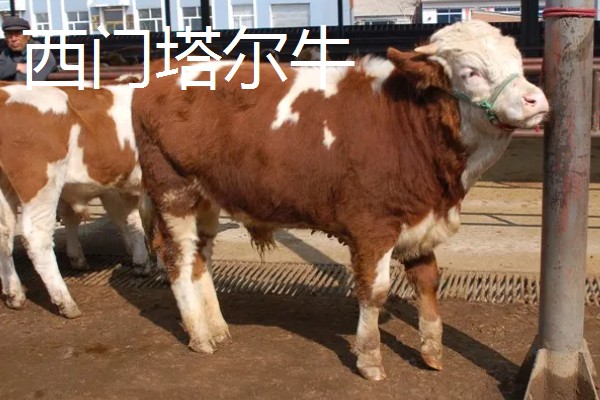 湖南什么地方养牛多，主要集中在长沙、益阳、湘潭等地