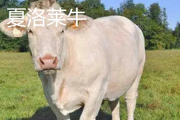 湖南什么地方养牛多，主要集中在长沙、益阳、湘潭等地