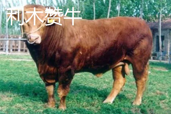 湖南什么地方养牛多，主要集中在长沙、益阳、湘潭等地