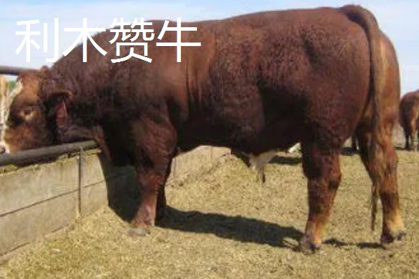 湖南什么地方养牛多，主要集中在长沙、益阳、湘潭等地