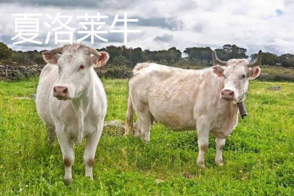 湖南什么地方养牛多，主要集中在长沙、益阳、湘潭等地