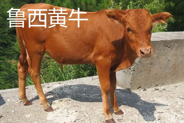 湖南什么地方养牛多，主要集中在长沙、益阳、湘潭等地