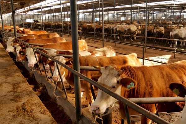 湖南什么地方养牛多，主要集中在长沙、益阳、湘潭等地