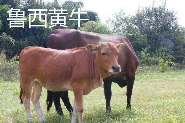 湖南什么地方养牛多，主要集中在长沙、益阳、湘潭等地