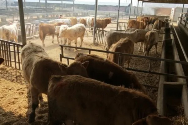 湖南什么地方养牛多，主要集中在长沙、益阳、湘潭等地