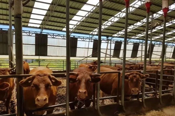 湖南什么地方养牛多，主要集中在长沙、益阳、湘潭等地