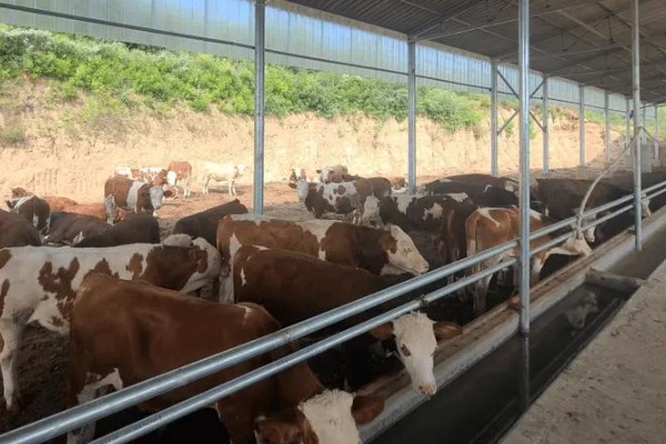 湖南什么地方养牛多，主要集中在长沙、益阳、湘潭等地