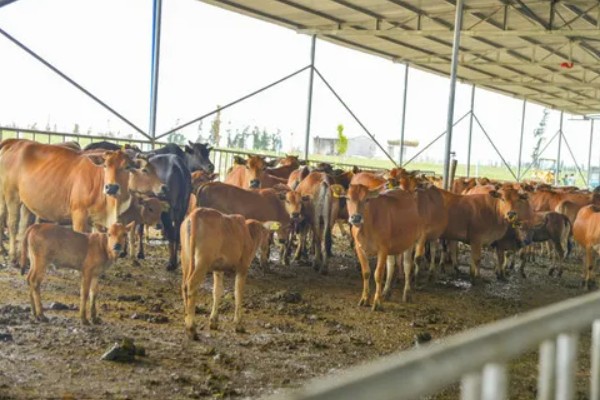 湖南什么地方养牛多，主要集中在长沙、益阳、湘潭等地