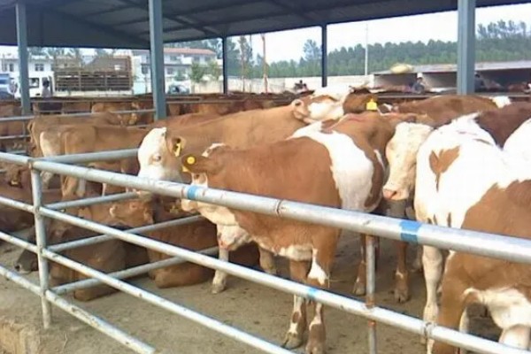 湖南什么地方养牛多，主要集中在长沙、益阳、湘潭等地