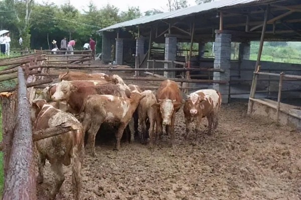 湖南什么地方养牛多，主要集中在长沙、益阳、湘潭等地