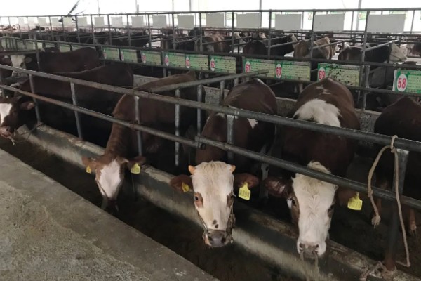 湖南什么地方养牛多，主要集中在长沙、益阳、湘潭等地