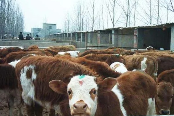 湖南什么地方养牛多，主要集中在长沙、益阳、湘潭等地