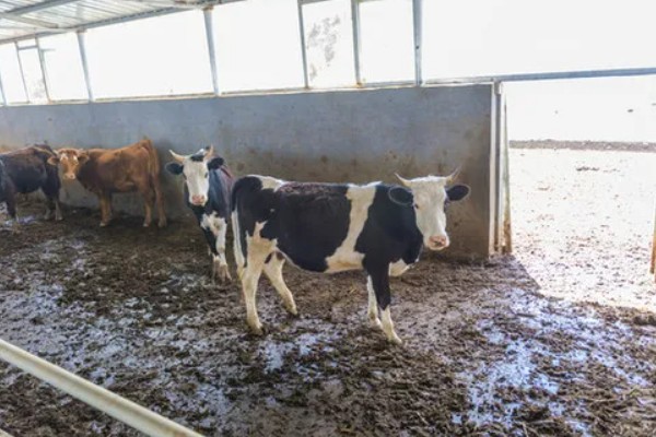 湖南什么地方养牛多，主要集中在长沙、益阳、湘潭等地