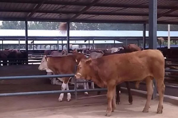 湖南什么地方养牛多，主要集中在长沙、益阳、湘潭等地