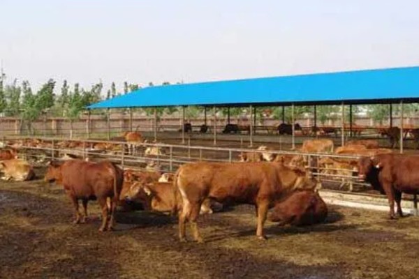 湖南什么地方养牛多,主要集中在长沙、益阳、湘潭等地