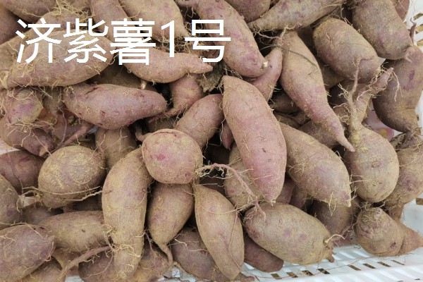 紫薯的产地，原产于日本