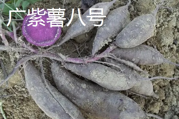 紫薯的产地，原产于日本