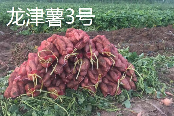 紫薯的产地，原产于日本