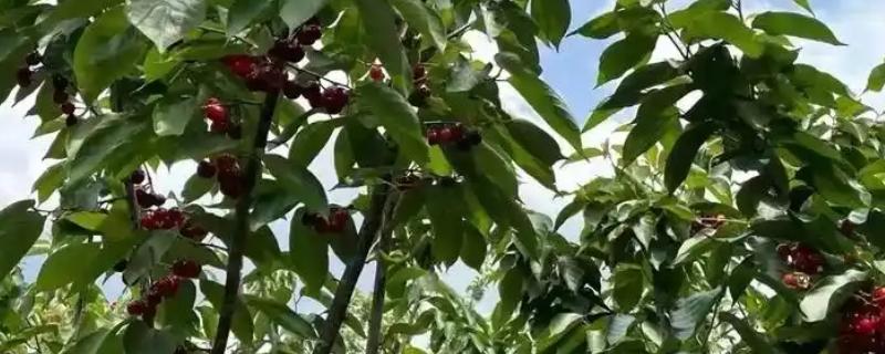 怎么种植黑珍珠樱桃，配植授粉树可以提高产量