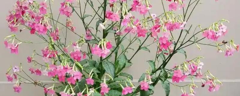 花烟草和烟草花区别是什么，叶片和花朵均不同